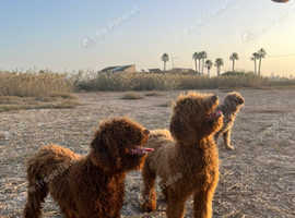 Amazing Spanish Water Dogs  :)