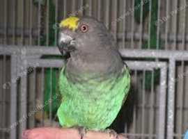Baby Meyer's parrot Glasgow