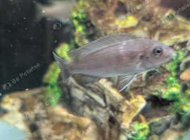 Assorted african cichlids