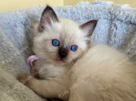 Beautiful Ragdoll Kittens Ready in September