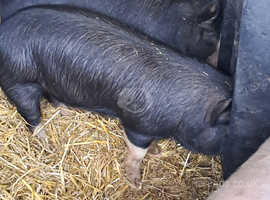 4 weaners