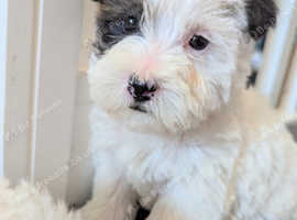 Beautiful sealyham terrier X puppies
