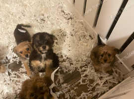 Stunning jackapoo pups