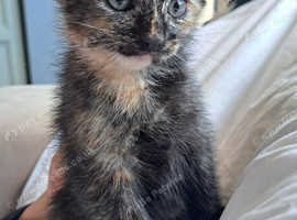 4 kittens ready for a new home