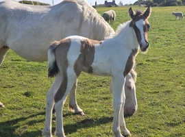 buckskin and white colt to make 15.2hh wpb