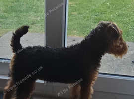 Re advertising  Lakeland terrier Bitch, STILL LOOKING FOR A NEW HOME