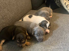 Rare blue and tan miniature Jack Russell pups Much Wenlock Lines
