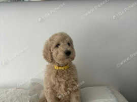 Standard Poodle Puppies for sale