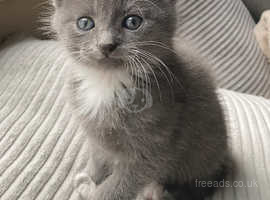 Half Russian blue and tabby kittens