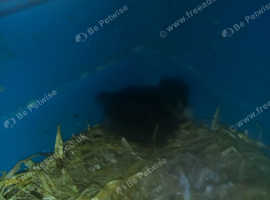 Bantam chick
