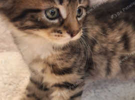 Norwegian forest kittens for sale