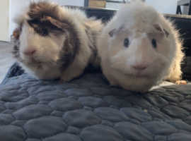 Two gorgeous bonded male guinea pigs