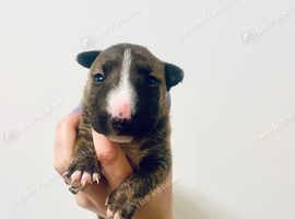 Exceptional Miniature Bull Terrier girl, Full CLEAR!