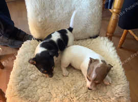 Miniature jack Russell pups for sale