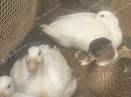 Call ducks