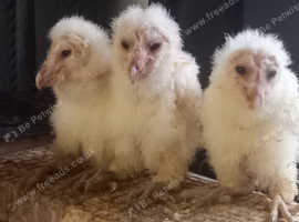 Barn Owl chicks for sale with A10