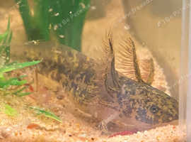 Axolotl babies for sale