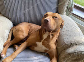 Red nose staff looking for new forever home.