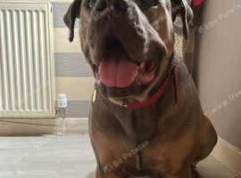 11 month cane corso female