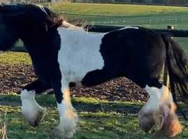 Proper traditional 4 year old gelding