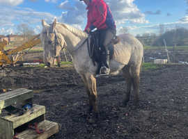 14.3hh palomino spotted gelding.