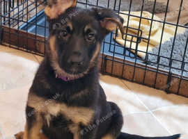 German Shepherd puppies - KC Reg