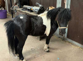 Registered Miniature Shetland 4 year old