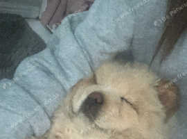 Male chow chow