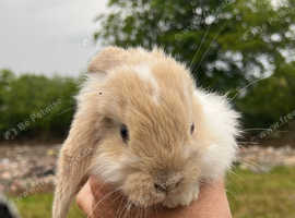 French lop baby's