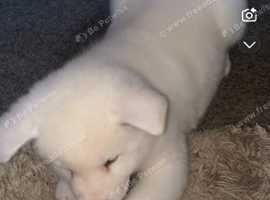 3 BEUTIFUL pure white hybrid Akita puppy's