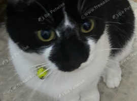 Missing Cat