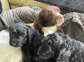 Sproodle puppies 2024 for sale