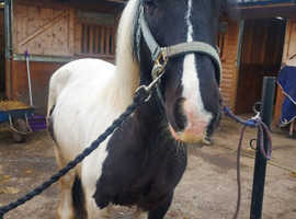 14.3/15hh 8 year old cob mare