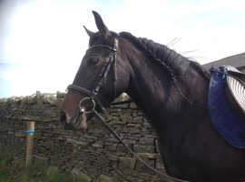 Andalusian/TB mare for light hacking/breeding