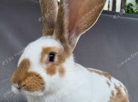 Lovely Giant Boy looking for his new home