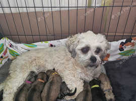Lhasa apso Puppies 5 female 3 boys