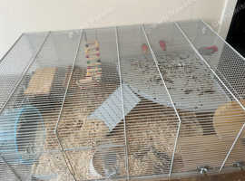 2 male gerbils and cage