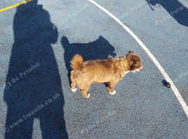 BLUE JACK RUSSEL GIRL 2 YEARS OLD