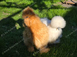 Silkie bantam  hens available  2