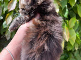 Ready to go 30th may Maine coon x BSH kittens 1 tabby male remaining