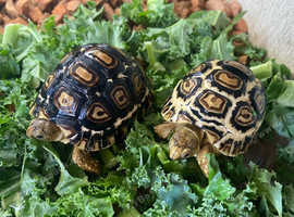 Leopard Tortoise Hatchlings- Rare Colouring