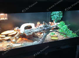 **Bearded dragon for sale with full set up £250***