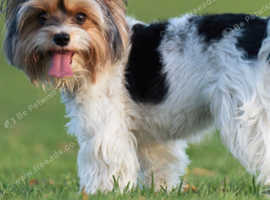 Wanting a biewer terrier