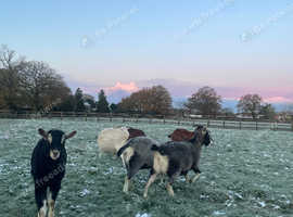 Alpine goat stud for rent