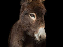X2 jack donkeys for sale
