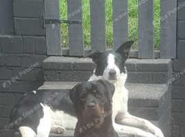Black & white border collie 2 years