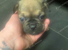 16 weeks old frenchies