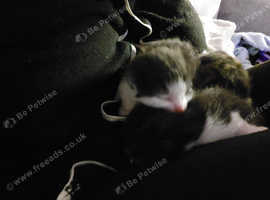 I have 2 male kittens