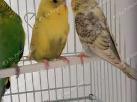 Budgies need rehomed