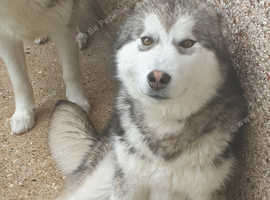 7month old kc registered  female alaskan  malamute